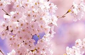 春節到来!梅から始まる日本のお花見を楽しもう